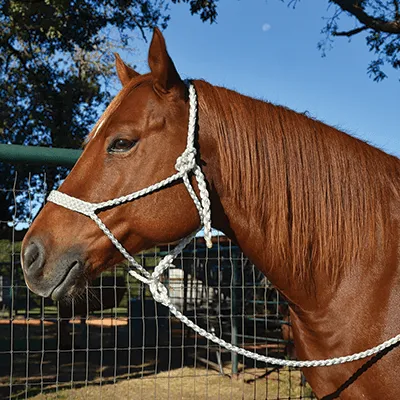 Martin Saddlery Hobbles / Halter / Bit Hobble
