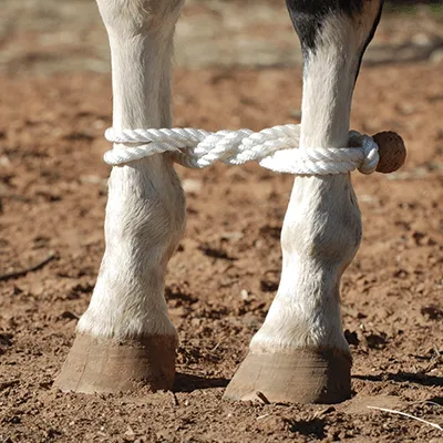 Martin Saddlery Hobbles / Halter / Bit Hobble