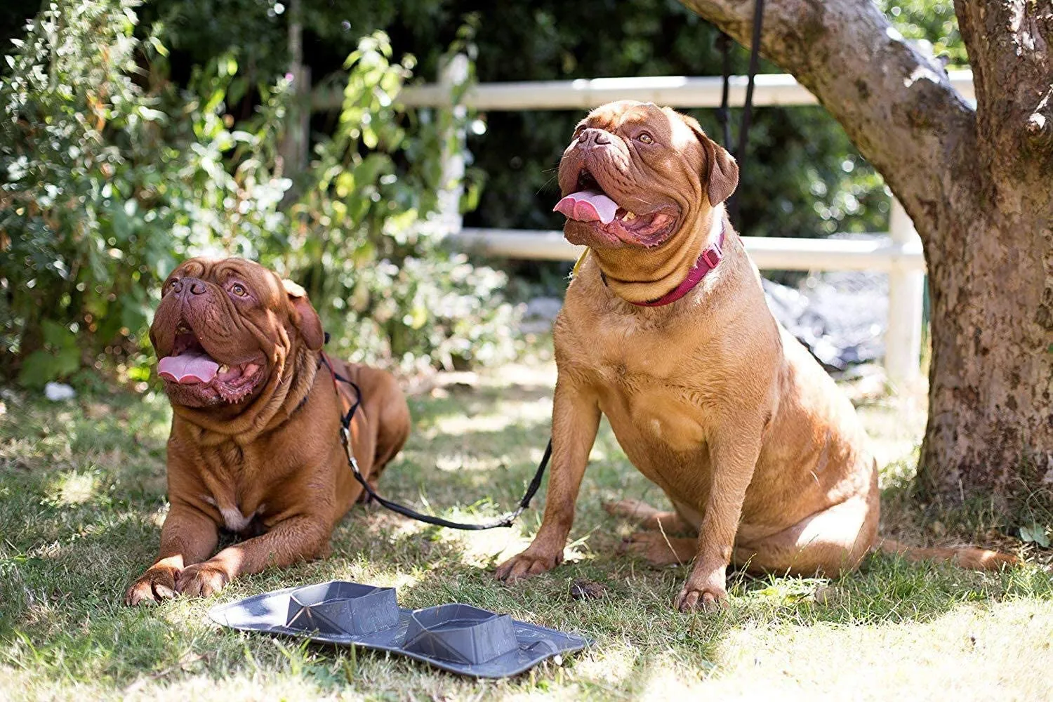 On-the-Go Paws: Portable Foldable Pet Bowl with a Carry bag