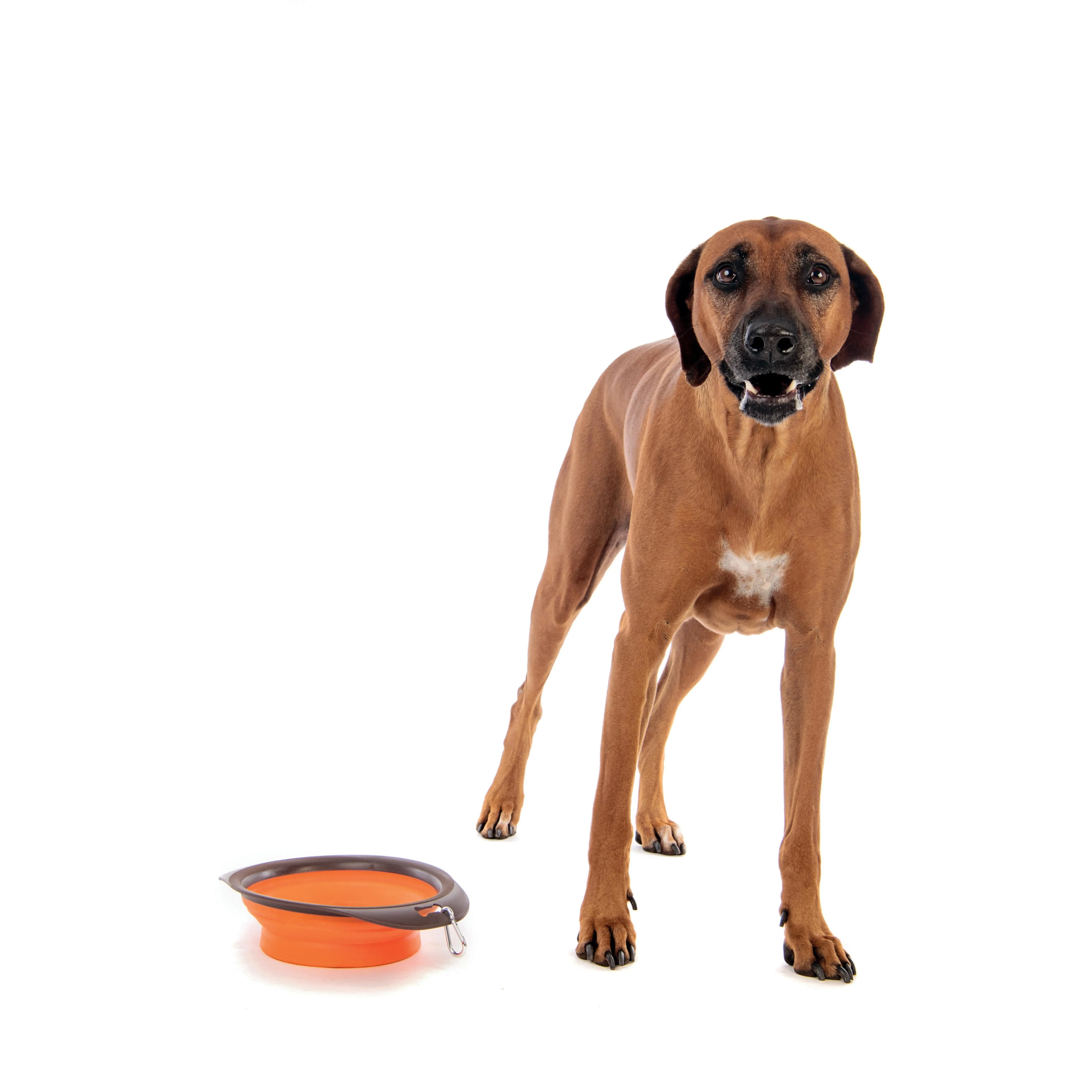 ON THE ROAD Foldable Bowl